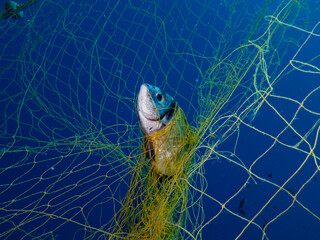 Ghost nets kill marine life 