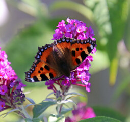 Small tortoiseshell butterfly