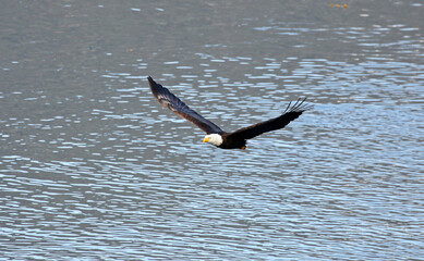 Bald Eagle Flying above Ocean Water Surface. Alaska, USA