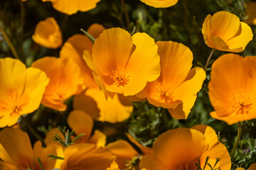 Fototapeta na wymiar A close-up of yellow and orange Mexican poppy blooms in direct sunlight.