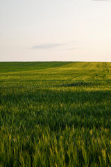 Agriculture, a vast field of lush green barley. Agribusiness, Rye plantation, Rye landscape
