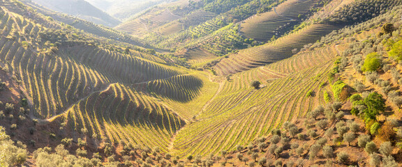 Aerial view of the terraced vineyards in romantic sunset in the Douro Valley near the village of...