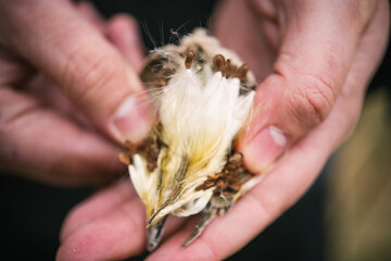Two hands hold open a milkweed pod in winter, closeup