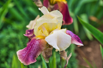 violet iris flower