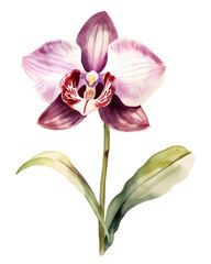 Obraz na płótnie Canvas Watercolor Orchid png