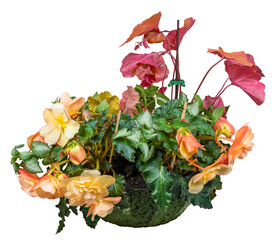 Isolated planter bowl with begonia and heuchera flowers