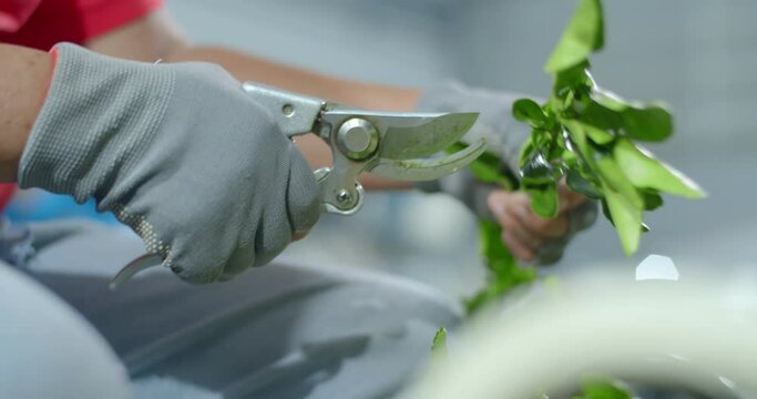 The process of cutting kaffir lime leaves to sort out bad leaves.Kaffir lime leaves being Cut by a seller.Cut kaffir lime leaves from the tree.(Low angle)