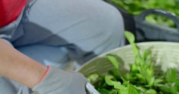 The process of cutting kaffir lime leaves to sort out bad leaves.Kaffir lime leaves being Cut by a seller.Cut kaffir lime leaves from the tree.(high angle)