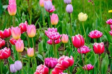 Clearing with colorful tulips.Floral summer background.