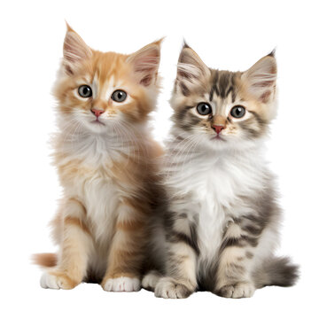 Two fluffy kittens are sitting together. Isolated on a transparent background. KI.