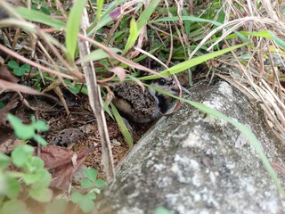the red wattled lapwing baby bird on the ground