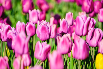 Floral background with pink tulips.