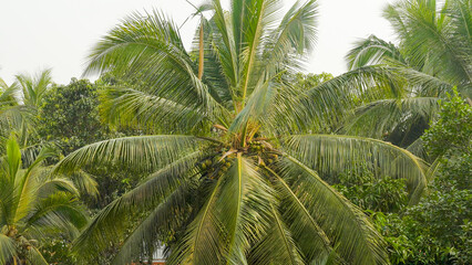 round coconut palm tree with large green leaves in the jungle