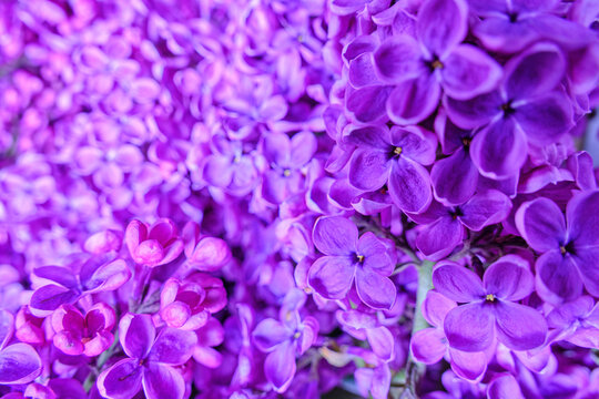 Background of blooming lilac flowers, closeup. © freeman83