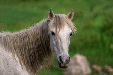 Obraz na płótnie Canvas White stallion looks into the lens