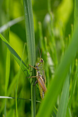 Green grasshoper sitting on a green leaf macro photography in summertime. Common field grasshopper sitting on a plant in summer day close-up photo. Macro insect on a green background.