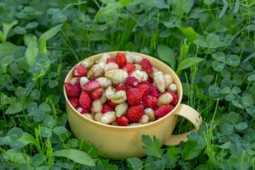 A plate with fresh strawberries standing on green grass on a summer sunny day. Freshly picked strawberries lying in a white plate on a green background, close-up photo.	