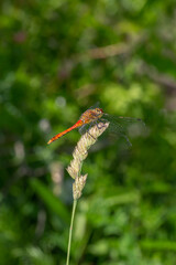 Ruddy darter dragonfly sitting on a thin green leaf in a summer day. Dragonfly with big eyes macro photography on a green background.	