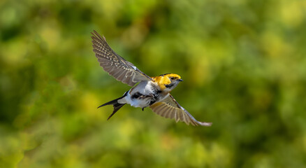 beautiful yellow bird flying in the middle of nature