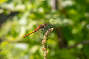 Ruddy darter dragonfly sitting on a thin green leaf in a summer day. Dragonfly with big eyes macro photography on a green background.	