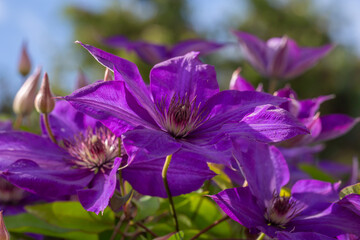 Blooming purple clematis flower on a green background in summertime macro photography. Traveller's joy garden flower with lilac petals closeup photo on a sunny summer day.	