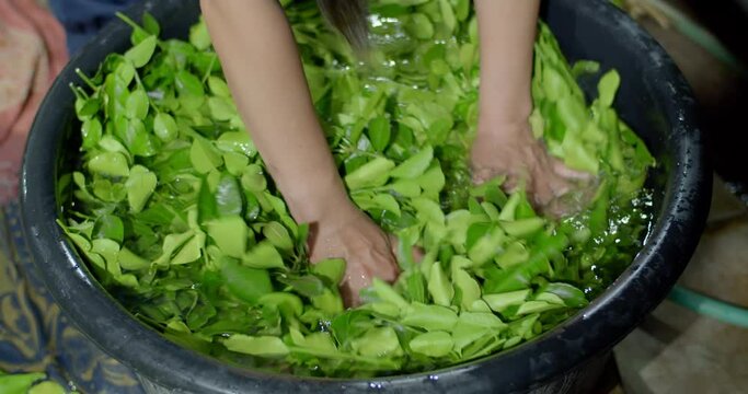 Cleaning kaffir lime leaves before sending them to the market.The process of cutting kaffir lime leaves to sort out bad leaves.Kaffir lime leaves being Cut by a seller.