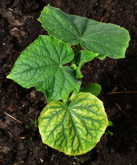 a young cucumber plant with green and yellow leaves. Yellow leaf with green veins. Chlorosis of cucumbers. Lack of trace elements. Diseases of plants. Lack of magnesium for plants. top view