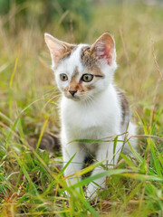 Naklejka na ściany i meble A white spotted young cat is sitting on the grass in the garden. Cute kitten in nature
