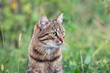 Portrait of a brown striped cat with a concentrated look in the garden on the background of grass