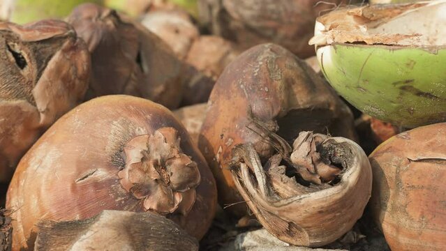 Close-up image of discarded dried drinking coconuts after use