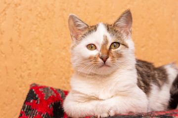 Fototapety na wymiar - Fototapeta24.pl