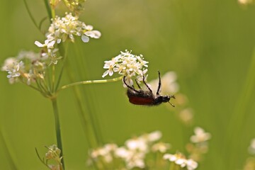 Gartenlaubkäfer (Phyllopertha horticola) an Blütendolde