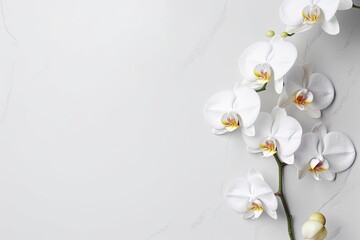 Flowers of white orchid phalaenopsis on a white background. Copy space. Generative AI - obrazy, fototapety, plakaty