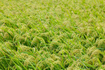 Fresh raw paddy rice field