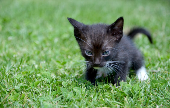 Cute fluffy black white kitten on green grass background.Beautiful curious small kitty walking outdoors.Love for pets concept.Selective focus.