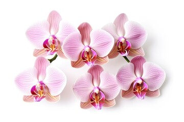 Fototapeta na wymiar Pale pink orchid flowers on a white background. Generative AI