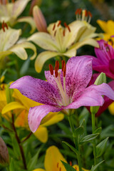 Fototapeta premium Blooming pink lily on a green background on a summer sunny day macro photography. Garden lillies with bright pink petals in summer, close-up photography. 