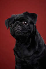 Funny dog. Sad pug on a red background in the studio. pet indoor