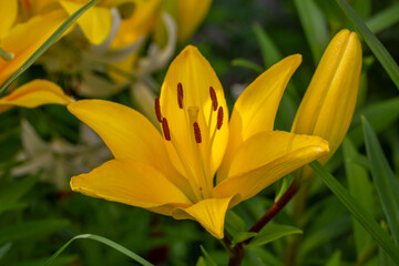 Blooming yellow lily in a summer sunset light macro photography. Garden lillies with bright orange petals in summertime, close-up photography. Large flowers in sunny day floral background.