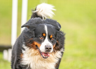 a cute bernese mountain dog does agility