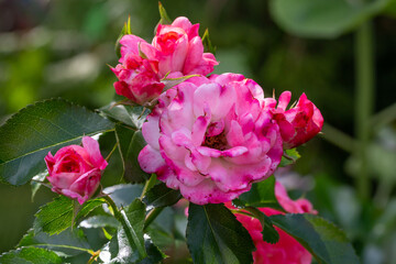 Blooming pink rose flower macro photography on a sunny summer day. Garden rose with pink petals close-up photo in the summertime. Tender rosa floral background.
