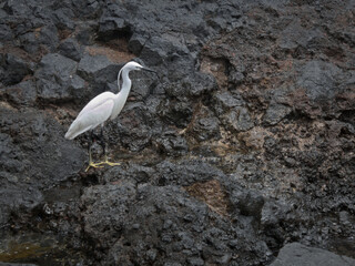 Egret fishing in a puddle of volcanic coast