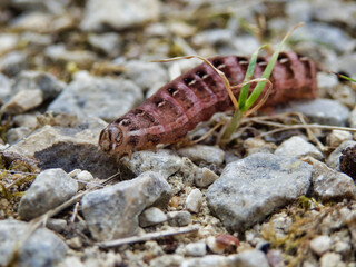 Close up of a Red-winged Sallow caterpillar (Xystopeplus rufago) crawling on a gravel path

