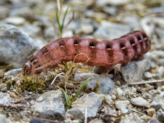 Close up of a Red-winged Sallow caterpillar (Xystopeplus rufago) crawling on a gravel path
