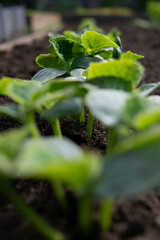 seedlings in a greenhouse