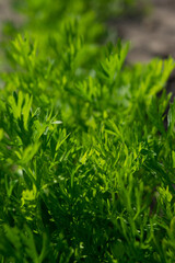 close up of parsley