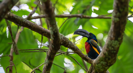 beautiful toucan unique in the world with black beak