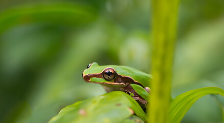 beautiful frog on top of a leaf in the middle of the amazon by day with defocused background