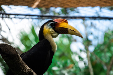 Yellow Billed Hornbill at the Zoo