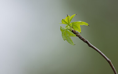green sprout in spring